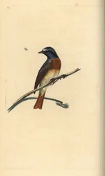 Kopciuszek, Phoenicurus phoenicurus. Ręcznie kolorowany miedzioryt, rysowany i rytowany przez Edwarda Donovana, z jego własnej Natural History of British Birds, Londyn
