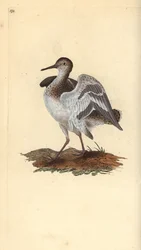 Brodzik pospolity, Actitis hypoleucos. Ręcznie barwiony miedzioryt rysowany i grawerowany przez Edwarda Donovana z jego własnej „Historii naturalnej ptaków brytyjskich”, Londyn