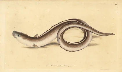 Węgorz konger, konger Muraena. Ręcznie barwiony miedzioryt narysowany i rytowany przez Edwarda Donovana z jego Natural History of British Fishes, Donovan and F.C. i J. Rivington, Londyn
