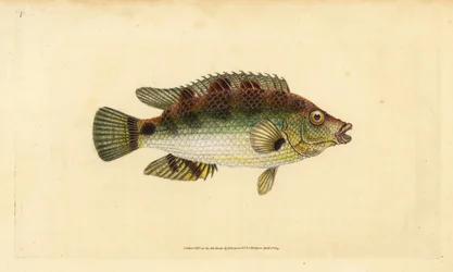 Wargacz Corkwing, Symphodus melops (Goldfinny, Labrus cornubius). Ręcznie barwiony miedzioryt narysowany i rytowany przez Edwarda Donovana z jego Natural History of British Fishes, Donovan and F.C. i J. Rivington, Londyn