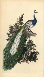 Paw czubaty, paw indyjski lub niebieski, Pavo cristatus. Ręcznie kolorowany miedzioryt rysowany i grawerowany przez Edwarda Donovana z jego własnej „Historii naturalnej ptaków brytyjskich”, Londyn