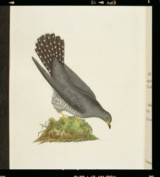 Kukułka z „Historii ptaków brytyjskich”, 1799