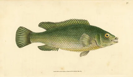 Wargacz kukułkowy, Labrus mixtus (wargacz pręgowany, Labrus lineatus). Ręcznie barwiony miedzioryt narysowany i rytowany przez Edwarda Donovana z jego Natural History of British Fishes, Donovan and F.C. i J. Rivington, Londyn