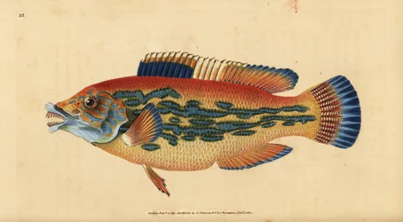 Cuckoo wrasse, Labrus mixtus (Striped wrasse, Labrus variegatus). Ręcznie kolorowany miedzioryt narysowany i wygrawerowany przez Edwarda Donovana z jego Natural History of British Fishes, Donovan and F.C. and J. Rivington, London.