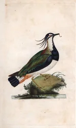 Cuppa Czajka. Vanellus vanellus (Tringa vanellus). Miedzioryt autorstwa Edwarda Donovana (1768-1837), opublikowany w Natural History of British Birds, Londyn