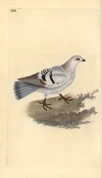Gołąb domowy, Columba livia domestica. Ręcznie barwiony miedzioryt rysowany i grawerowany przez Edwarda Donovana z jego własnej „Historii naturalnej ptaków brytyjskich”, Londyn