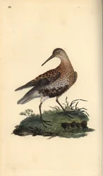 Dunlin, Calidris alpina. Ręcznie barwiony miedzioryt rysowany i grawerowany przez Edwarda Donovana z jego własnej „Historii naturalnej ptaków brytyjskich”, Londyn