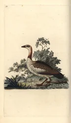 Gęś egipska, Alopochen aegyptiacus. Ręcznie kolorowany miedzioryt rysowany i grawerowany przez Edwarda Donovana z jego własnej „Historii naturalnej ptaków brytyjskich”, Londyn