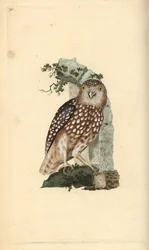 Sóweczka zwyczajna, Glaucidium passerinum. Ręcznie kolorowany miedzioryt rysowany i grawerowany przez Edwarda Donovana z jego własnej „Historii naturalnej ptaków brytyjskich”, Londyn