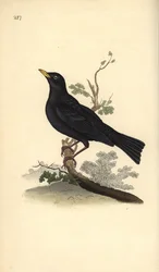 Kos zwyczajny, Turdus merula. Ręcznie kolorowana rycina miedziorytnicza, narysowana i rytowana przez Edwarda Donovana, z jego własnej „Historii naturalnej ptaków brytyjskich”, Londyn