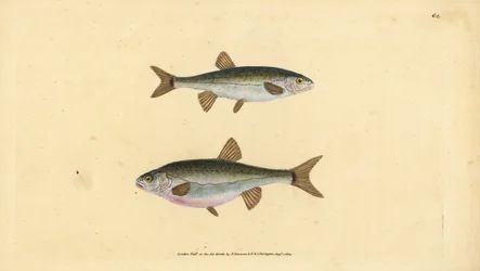 Strzebla zwyczajna, Phoxinus phoxinus (Minow, Cyprinus phoxinus). Ręcznie barwiony miedzioryt narysowany i rytowany przez Edwarda Donovana z jego Natural History of British Fishes, Donovan and F.C. i J. Rivington, Londyn