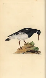 ostrygojad, Haematopus ostralegus. Ręcznie kolorowany miedzioryt rysowany i grawerowany przez Edwarda Donovana z jego własnej „Historii naturalnej ptaków brytyjskich”, Londyn