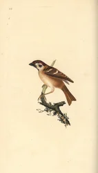 Euroazjatycki wróbel drzewny, Plier montanus. Ręcznie kolorowany miedzioryt narysowany i wygrawerowany przez Edwarda Donovana z jego własnej "Natural History of British Birds", Londyn.