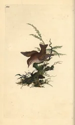 Strzyżyk euroazjatycki, troglodytes troglodytes. Ręcznie barwiony miedzioryt narysowany i rytowany przez Edwarda Donovana z jego własnej „Historii naturalnej ptaków brytyjskich” (1794-1819). Edward Donovan (1768-1837) był anglo-irlandzkim zoologiem-amatore