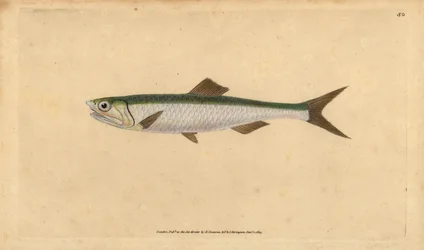 Sardela europejska Engraulis encrasicolus (sardela sardelowa, Clupea encrasicolus). Ręcznie barwiony miedzioryt narysowany i rytowany przez Edwarda Donovana z jego Natural History of British Fishes, Donovan and F.C. i J. Rivington, Londyn