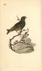Dzwoniec zwyczajny, Carduelis chloris. Ręcznie barwiony miedzioryt rysowany i grawerowany przez Edwarda Donovana z jego własnej „Historii naturalnej ptaków brytyjskich”, Londyn
