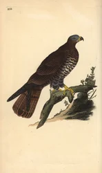 Europejski myszołów miodowy, Pernis apivorus. Ręcznie kolorowany miedzioryt narysowany i wygrawerowany przez Edwarda Donovana z jego własnej "Natural History of British Birds", Londyn.