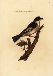 Muchołówka żałobna , Ficedula hypoleuca