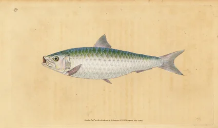 Sardynka europejska, Sardina pilchardus (Sardina, Clupea pilchardus). Ręcznie barwiony miedzioryt narysowany i rytowany przez Edwarda Donovana z jego Natural History of British Fishes, Donovan and F.C. i J. Rivington, Londyn