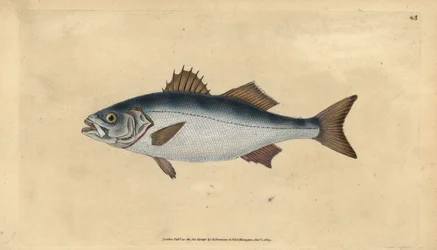 Labraks europejski, Dicentrarchus labrax (Basse, Perca labrax). Ręcznie barwiony miedzioryt narysowany i rytowany przez Edwarda Donovana z jego Natural History of British Fishes, Donovan and F.C. i J. Rivington, Londyn