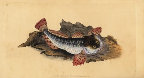 Ojciec lasher lub skorpion morski, Myoxocephalus scorpius (Cottus scorpius). Ręcznie barwiony miedzioryt narysowany i rytowany przez Edwarda Donovana z jego Natural History of British Fishes, Donovan and F.C. i J. Rivington, Londyn