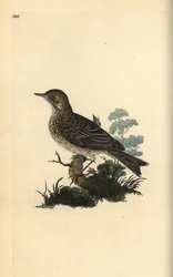 Skowronek polny, Alauda minor (lub świergotek, Anthus trivialis?). Ręcznie kolorowany miedzioryt rysowany i grawerowany przez Edwarda Donovana z jego własnej „Historii naturalnej ptaków brytyjskich”, Londyn