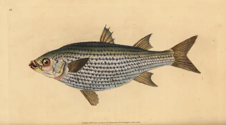 Płaskogłowa barwena, Mugil cephalus. Ręcznie barwiony miedzioryt narysowany i rytowany przez Edwarda Donovana z jego Natural History of British Fishes, Donovan and F.C. i J. Rivington, Londyn