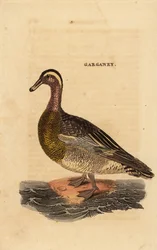 Garganey, querquedula szpatułka, mała kaczka gadająca
