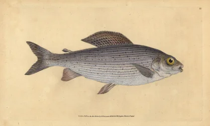 Lipień, Thymallus thymallus (Salmo thymallus). Ręcznie barwiony miedzioryt narysowany i rytowany przez Edwarda Donovana z jego Natural History of British Fishes, Donovan and F.C. i J. Rivington, Londyn