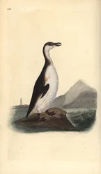 Alka olbrzymia, Pinguinus impennis, upolowana do wyginięcia przez zbieraczy jaj w 1844 r. Ręcznie kolorowany miedzioryt narysowany i grawerowany przez Edwarda Donovana z jego własnej „Historii naturalnej ptaków brytyjskich”, Londyn