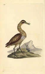 Bąk wielki, Botaurus stellaris. Ręcznie barwiony miedzioryt rysowany i grawerowany przez Edwarda Donovana z jego własnej „Historii naturalnej ptaków brytyjskich”, Londyn