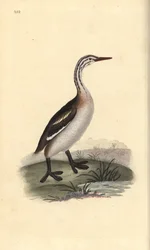 Perkoz dwuczuby, Podiceps cristatus. Ręcznie barwiony miedzioryt rysowany i grawerowany przez Edwarda Donovana z jego własnej „Historii naturalnej ptaków brytyjskich”, Londyn