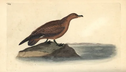 Wydrzyk wielki, wydrzyk Stercorarius. Ręcznie barwiony miedzioryt rysowany i grawerowany przez Edwarda Donovana z jego własnej „Historii naturalnej ptaków brytyjskich”, Londyn