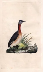 Perkoz wesoły. Podiceps grisegena (Podiceps ruficollis). Miedzioryt Edwarda Donovana (1768-1837), opublikowany w Histoire naturelle des oiseaux britanniques, Londyn