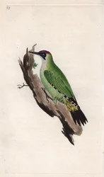 Dzięcioł zielony. Picus viridis. Miedzioryt autorstwa Edwarda Donovana (1768-1837), opublikowany w Natural History of British Birds, Londyn