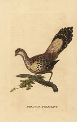Pawik szary, Polyplectron bicalcaratum