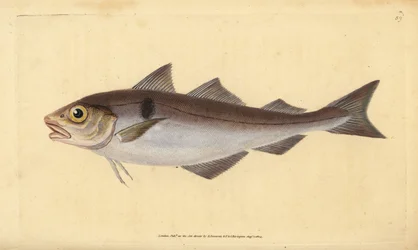 Plamiak, Melanogrammus aeglefinus (Gadus aeglefinus). Wrażliwy. Ręcznie barwiony miedzioryt narysowany i rytowany przez Edwarda Donovana z jego Natural History of British Fishes, Donovan and F.C. i J. Rivington, Londyn