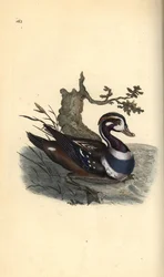 Kaczka Harlequin, Histrionicus histrionicus. Ręcznie kolorowany miedzioryt narysowany i wygrawerowany przez Edwarda Donovana z jego własnej "Natural History of British Birds", Londyn.