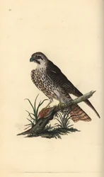 Hobby, Falco subbuteo, z jedną nogą na martwym ptaku. Ręcznie kolorowany miedzioryt rysowany i grawerowany przez Edwarda Donovana z jego własnej „Historii naturalnej ptaków brytyjskich”, Londyn