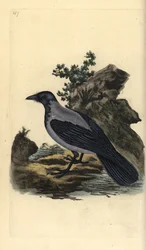 Wrona z kapturem, Corvus cornix. Ręcznie barwiony miedzioryt rysowany i grawerowany przez Edwarda Donovana z jego własnej „Historii naturalnej ptaków brytyjskich”, Londyn