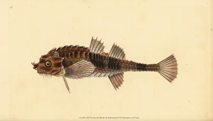 Hooknose, Agonus cataphractus (Pogge lub uzbrojony głowa byka, Cottus cataphractus). Ręcznie barwiony miedzioryt narysowany i rytowany przez Edwarda Donovana z jego Natural History of British Fishes, Donovan and F.C. i J. Rivington, Londyn