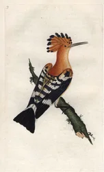 Dudek ptak. Epopeje Upupy. Miedzioryt autorstwa Edwarda Donovana (1768-1837), opublikowany w Natural History of British Birds, Londyn