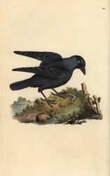 Kawka, Corvus monedula, z robakiem. Ręcznie barwiony miedzioryt narysowany i rytowany przez Edwarda Donovana z jego własnej „Historii naturalnej ptaków brytyjskich” (1794-1819). Edward Donovan (1768-1837) był anglo-irlandzkim zoologiem-amatorem, pisarzem, 