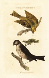 Trznadel japoński, Emberiza sulphurata i potrzeszcz kukurydziany, Emberiza calandra