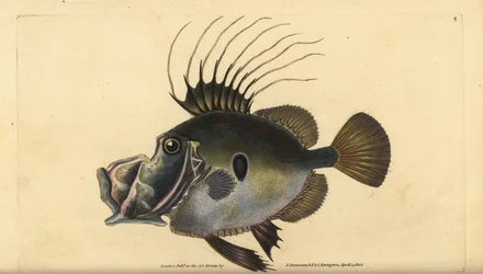 John Dory lub Doree, Zeus faber. Ręcznie barwiony miedzioryt narysowany i rytowany przez Edwarda Donovana z jego Natural History of British Fishes, Donovan and F.C. i J. Rivington, Londyn