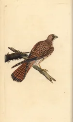 Pustułka, Falco tinnunculus, samica. Ręcznie kolorowany miedzioryt rysowany i grawerowany przez Edwarda Donovana z jego własnej „Historii naturalnej ptaków brytyjskich”, Londyn