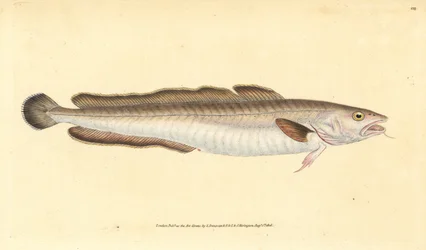 Ryba molva, Molva molva (Gadus molva). Ręcznie barwiony miedzioryt narysowany i rytowany przez Edwarda Donovana z jego Natural History of British Fishes, Donovan and F.C. i J. Rivington, Londyn
