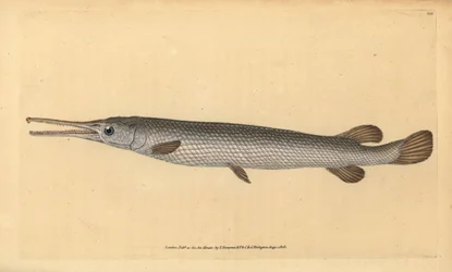 Longnose gar, Lepisosteus osseus (ryba Osseus gar, Esox osseus). Ręcznie barwiony miedzioryt narysowany i rytowany przez Edwarda Donovana z jego Natural History of British Fishes, Donovan and F.C. i J. Rivington, Londyn