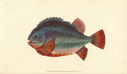 Lumpsucker lub taczanka, Cyclopterus lumpus. Ręcznie barwiony miedzioryt narysowany i rytowany przez Edwarda Donovana z jego Natural History of British Fishes, Donovan and F.C. i J. Rivington, Londyn