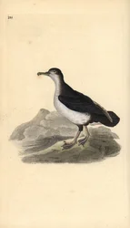 Burzyk manx, Puffinus puffinus. Ręcznie kolorowany miedzioryt rysowany i grawerowany przez Edwarda Donovana z jego własnej „Historii naturalnej ptaków brytyjskich”, Londyn